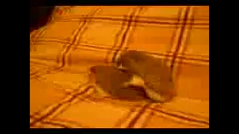 Как ёжики все же