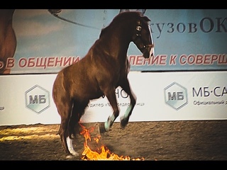 мой уравноБешенный конь