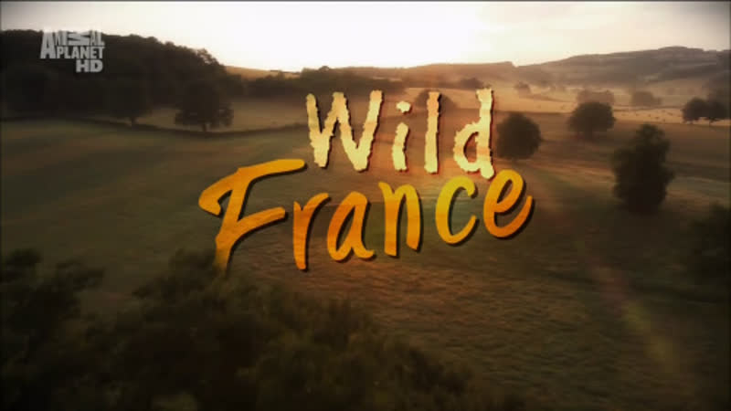 Дикая Франция, Wild France, Под палящим солнцем, In Beating