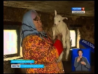 Выгодно ли ставропольцам козоводство
