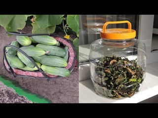 Вяленые 🥒 огурцы - сладкие и солёные чипсы (dried cucumbers).