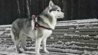 Снежная хаски🐺❄Snow husky#сибирскийхаски#huskyIdel