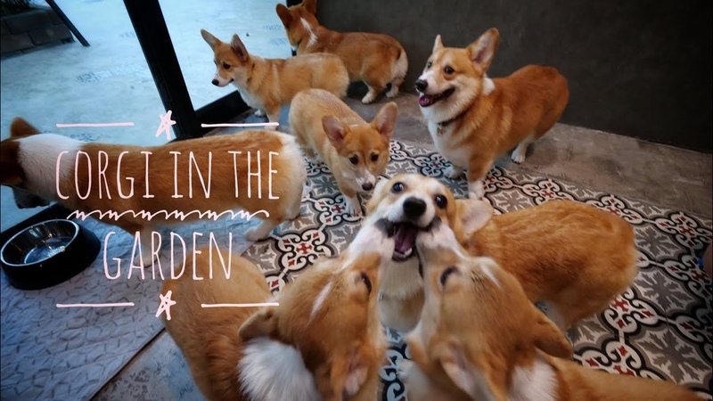VLOG, 14 Cafe Corgi in the