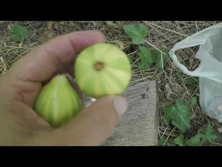 Инжир .Флоринда и другие сорта .23