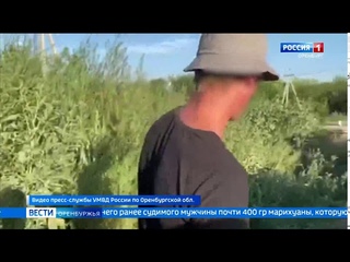 Полицейские оренбургского района изъяли полкилограмма марихуанны