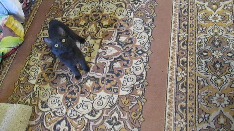 Малышка Ася, метис бомбейской