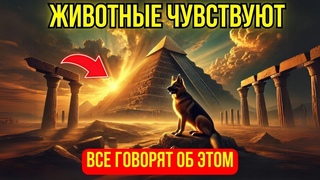 ✨СРОЧНО! ЖИВОТНЫЕ ЧУВСТВУЮТ ПРИБЛИЖЕНИЕ МОЩНОЙ ЭНЕРГИИ! ПОДГОТОВЬТЕСЬ!✨