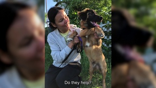 The eight world Wonder: an old woman from Russia saved  over 800 dogs!  БФ Лохматая Душа