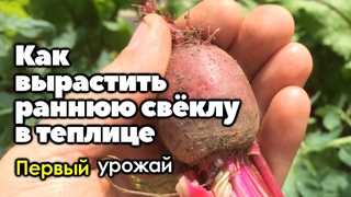 #3 Начинаем кушать раннюю свёклу | Как вырастить раннюю свёклу в теплице