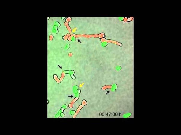 Characterization of Greenbeard Genes Involved in Long Distance Kind Discrimination in a