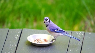 Magnificent Birds | Stunning Nature | StressRelief | Relaxing Birds Sound | Birds Garden