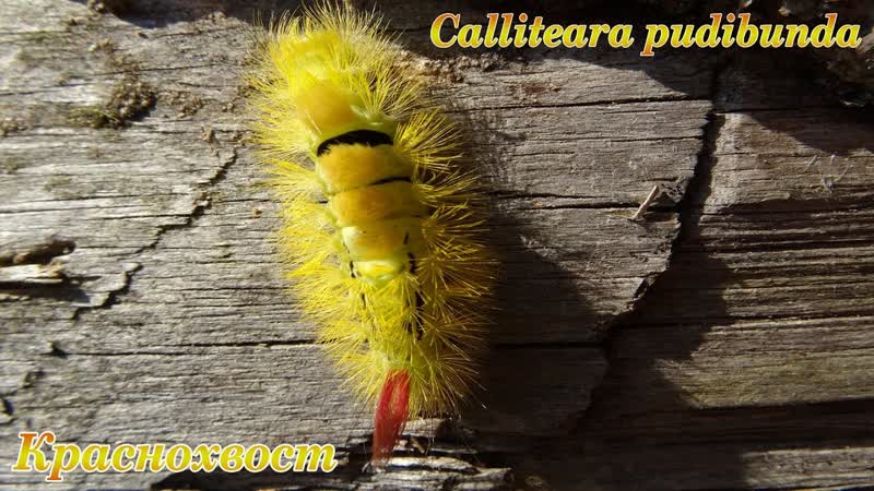 Calliteara pudibunda