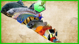 Aquarium Fish Size Comparison LIVING EXTINCT
