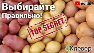 Посевной Картофель. Клубни