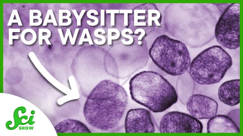 Why Viruses are Good for