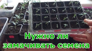 Размышления на тему: Надо ли замачивать и проращивать семена перед посевом?  Обзор рассады на .