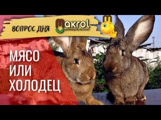 Откорм Кроликов породы фландер.