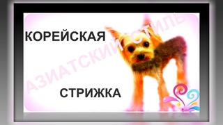 КОРЕЙСКАЯ СТРИЖКА ЙОРКА