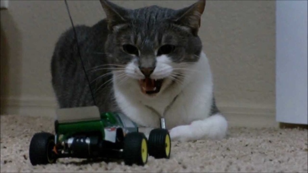 Cat VS. Losi MICRO T RC