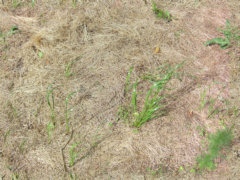 PBR Grass Mixed 86