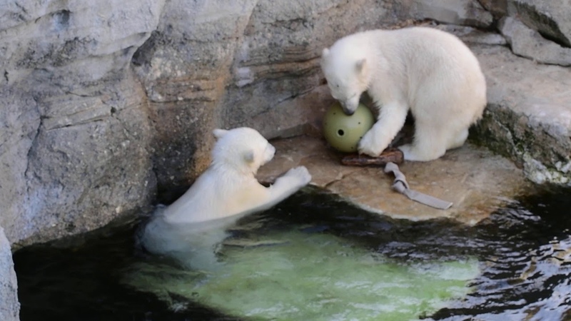 Eisbär Valeska und Baby Anna Elsa Zoo