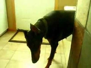 Doberman Hide and Seek