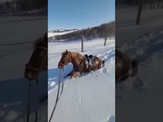Как конь преодолевает снег в Сибири