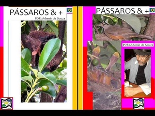 Participe-sub-titulo-Saude-Ambiental-isrc-br-d7d-13-00017-Ademir de Souza