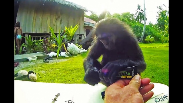 Local Style Monkey Surf Check Mentawai Islands, Indonesia Episode