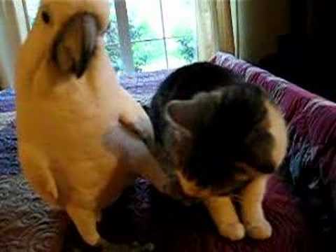 Parrot massages cats