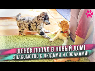 Щенок попал в НОВЫЙ ДОМ! Первые минуты! ЗНАКОМСТВО с семьей и с другими собаками!