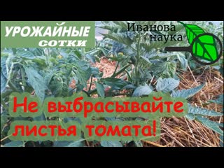 ЭЛИКСИР для ТОМАТОВ из... ТОМАТОВ! Не выбрасывайте, а используйте!
