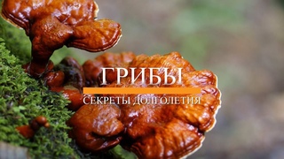 РЕЙШИ - ГРИБ БЕССМЕРТИЯ. ЛЕЧЕБНЫЕ СВОЙСТВА ГРИБОВ. СЕКРЕТЫ ДОЛГОЛЕТИЯ