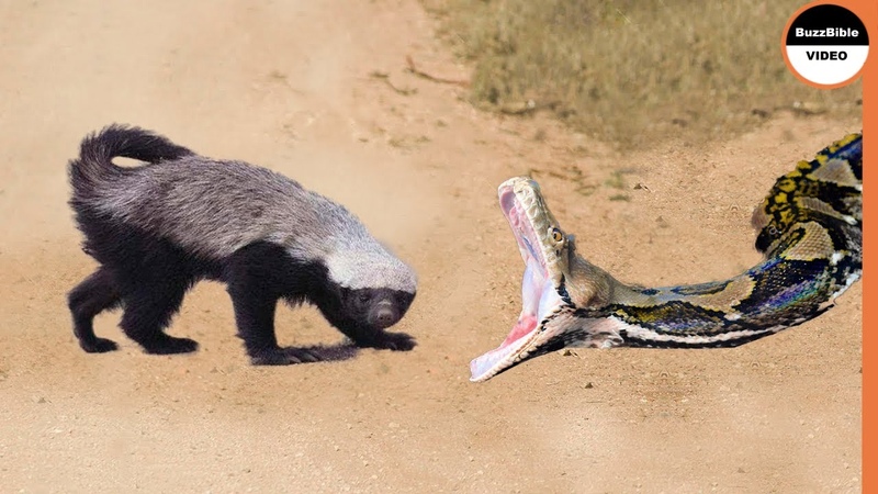 Honey Badger Shows The Python Whos The