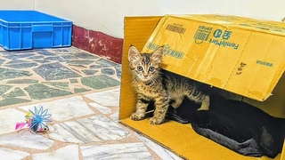 - Two Stray Cats: Banban & Diandian