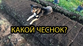 Собираем последний урожай. Репетиция зимы. Посадили чеснок  #жизньвдервне #деревня #изгородавдеревню