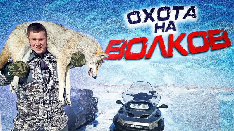 охота на НАПАДАЮТ НА СКОТ wolf