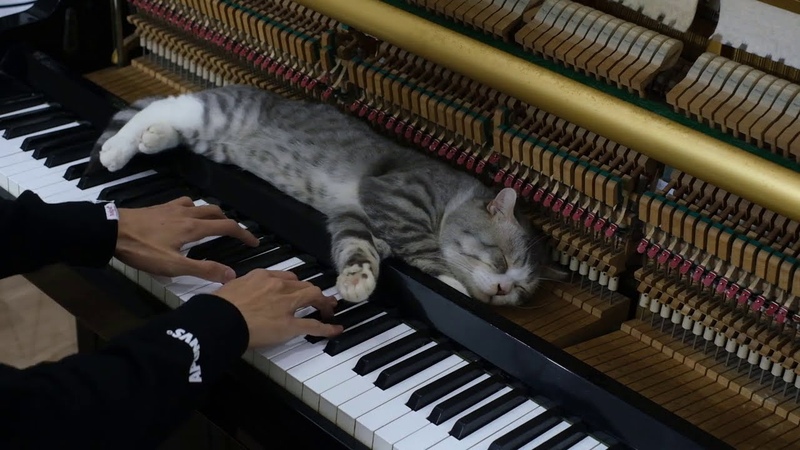 31, 07 Piano Meowssage on a Magical