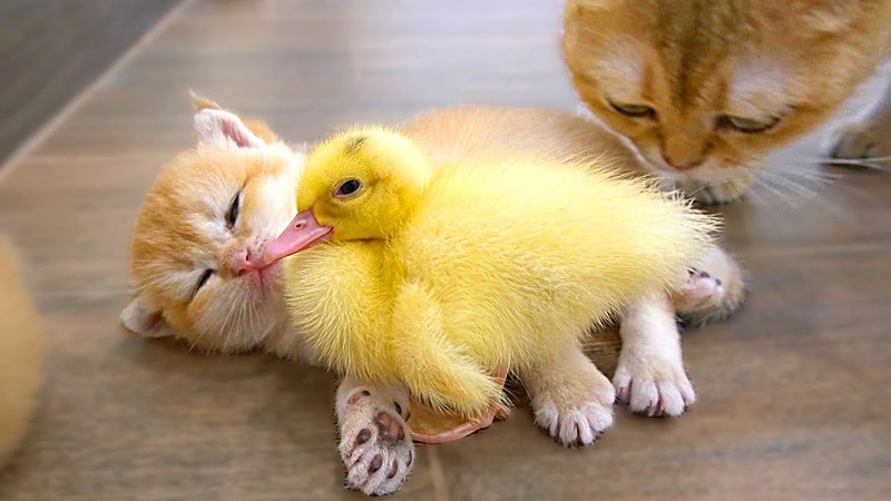 Baby kitten Hiro washes the duckling, then hugs and sleeps together, mom cat gently come to wash