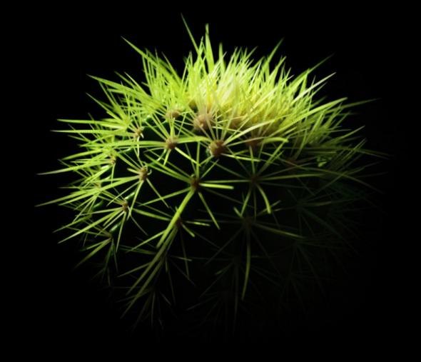 №37, Юліанна Гриць, 32 года, Буштына №37, Юліанна Гриць, 32 года, Буштына