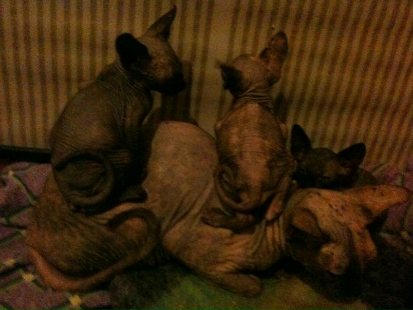 №45, Света Александрова, Киев №45, Света Александрова, Киев