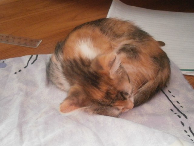 Риназ Сулейманов | Ульяновск