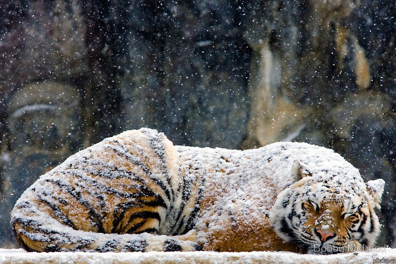 Николай Догадов Nimezid | Москва
