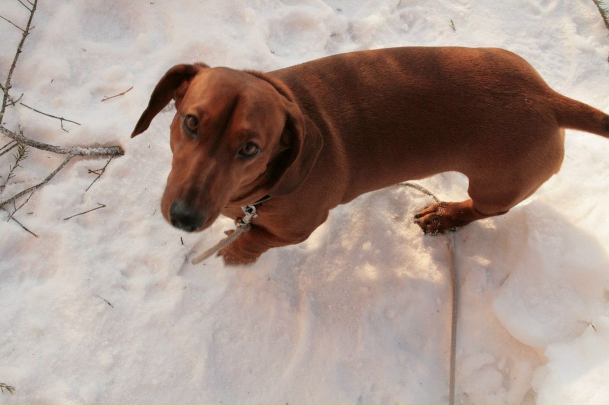 Анжела Минченкова | Нягань