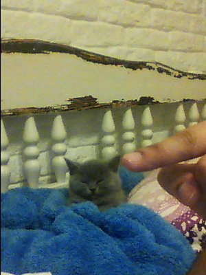 Али Максим | Москва