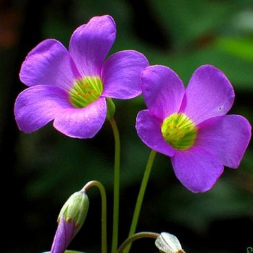 Татьяна Строковская MEL | Киев