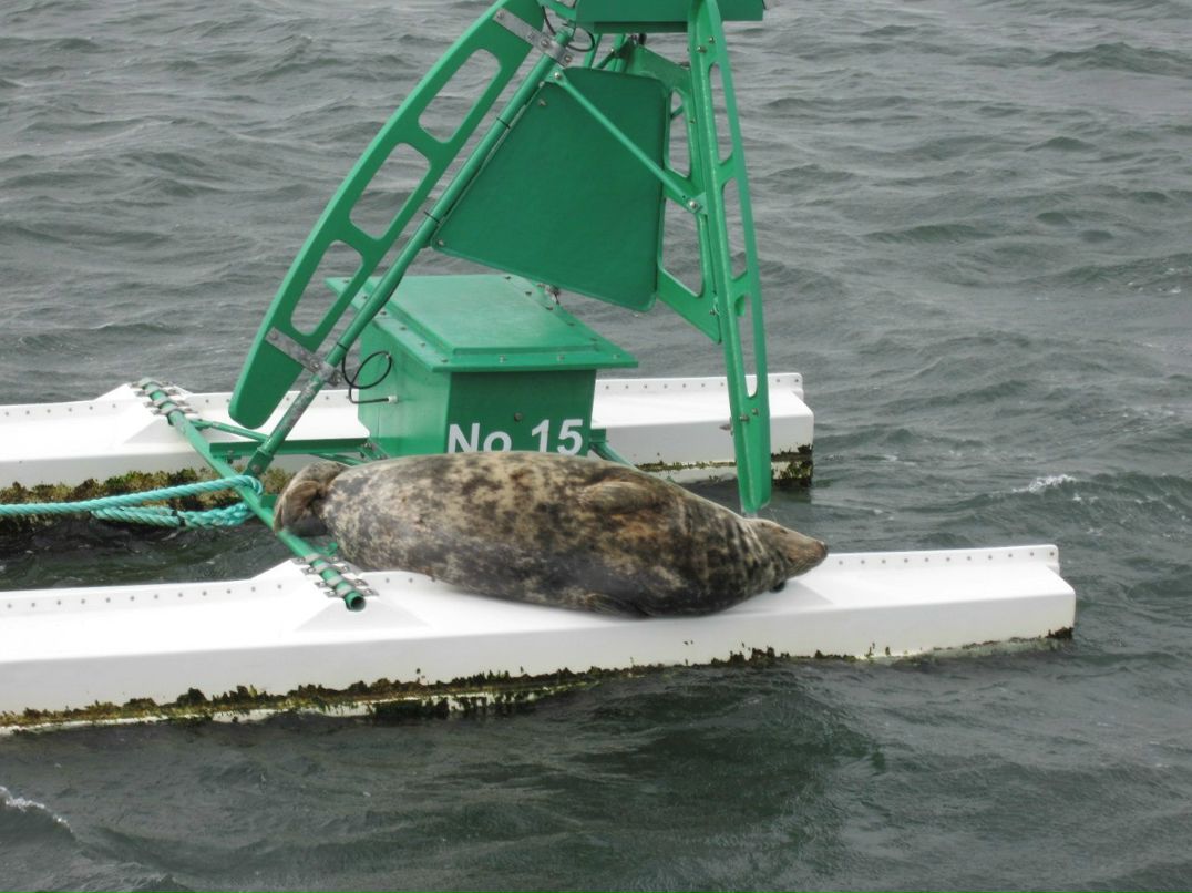 Маріанна Процишин | Edinburgh