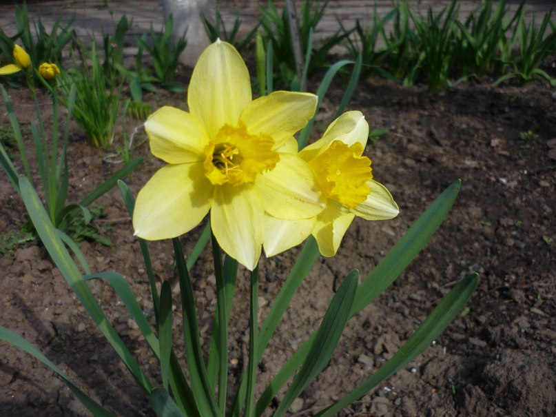 Татьяна Головко | Хрустальный / Красный Луч