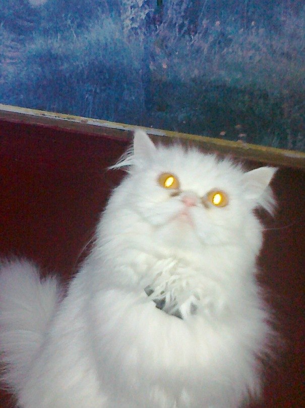 Олексій Дядюша | Львов