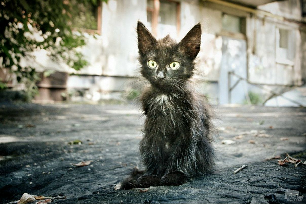 Дмитрий Бречко | Батайск